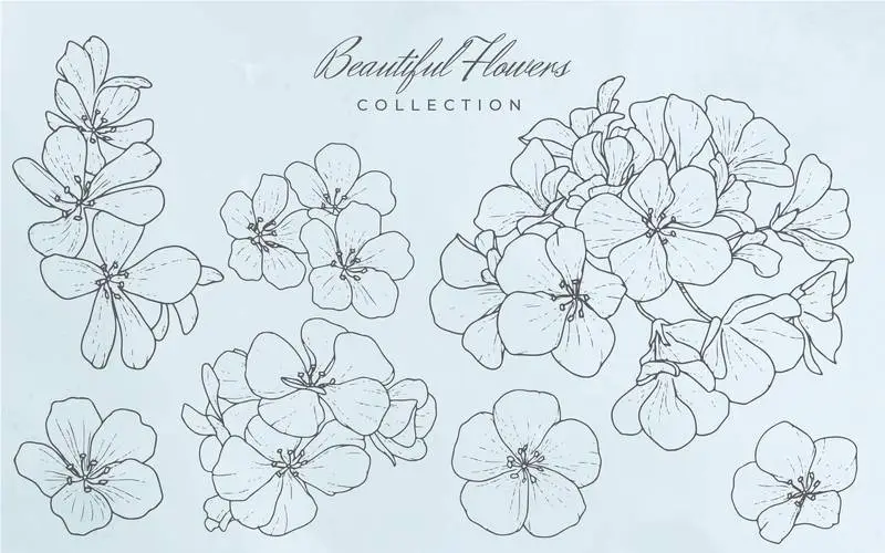 Collection of Beautiful Flowers