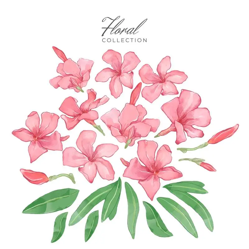 Collection of Oleanders