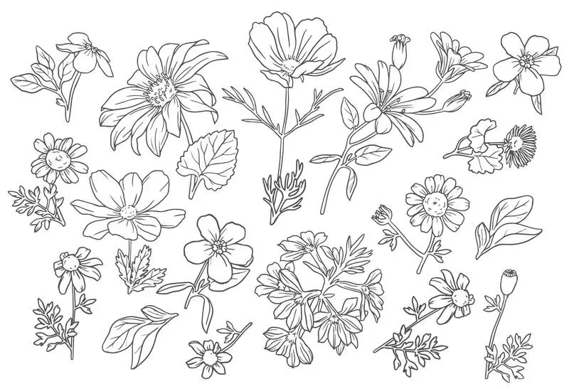 Collection of Wild Flowers