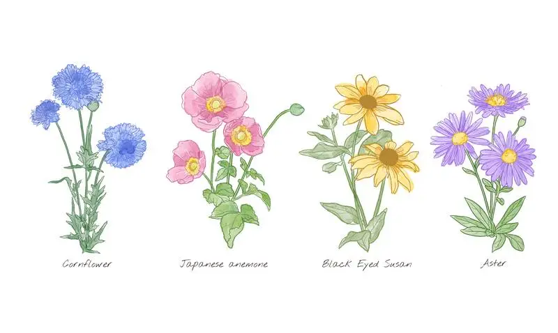Watercolour Autumn Flowers Collection