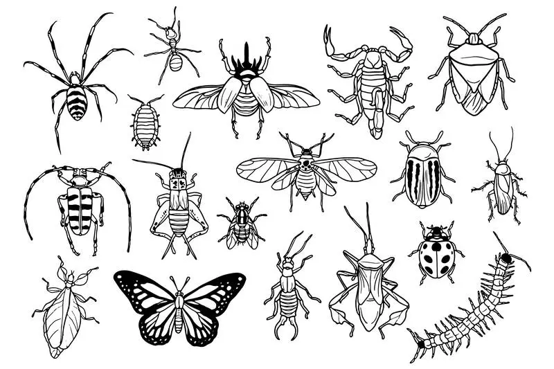 Doodle Collection of Bugs