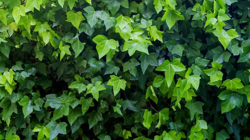 Wall with Ivy Texture