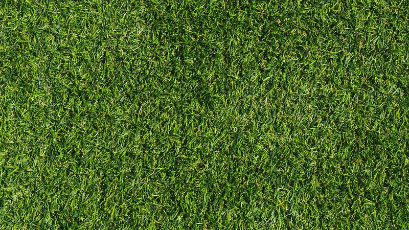 Green Grass Texture