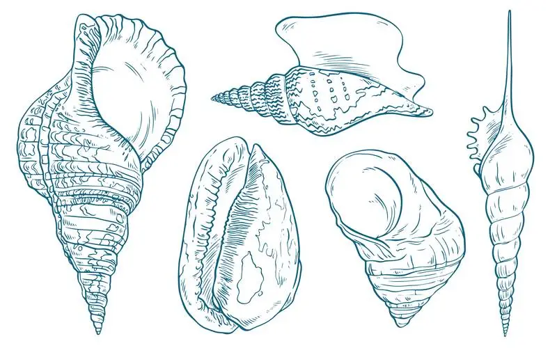 Hand-Drawn Seashells Collection