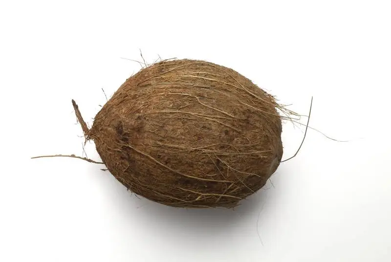 Coconut Isolated on White Surface