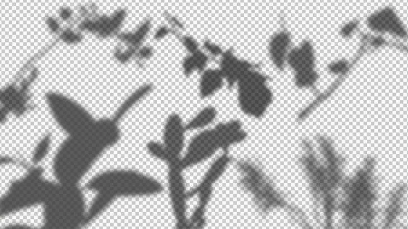 Collection of Plant Shadows