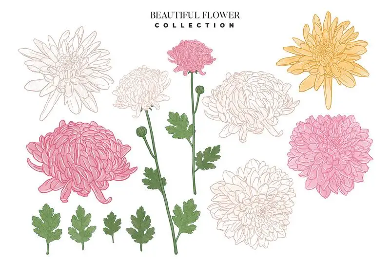 Collection of Hand-Drawn Beautiful Flowers