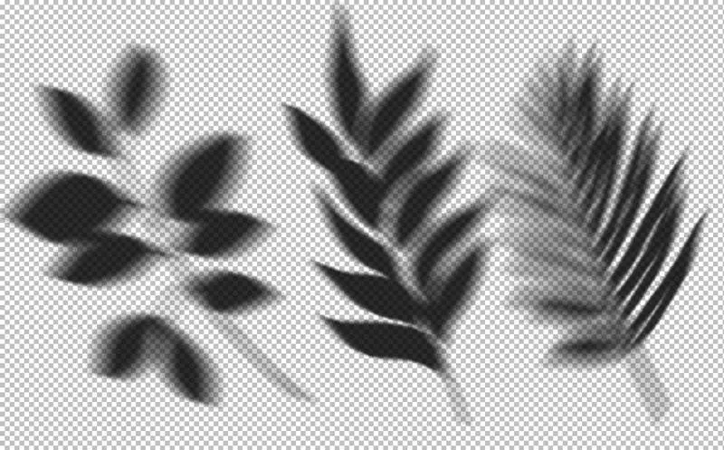 Set of Plant Shadows on Transparent Background