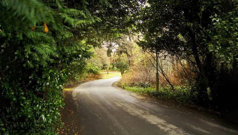 Photo of Wooded Road with Trees