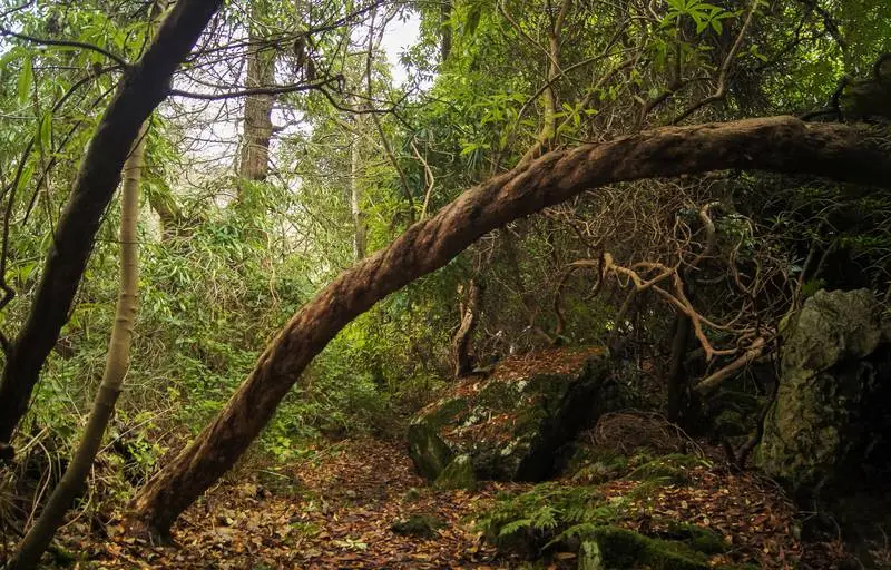 Photo of Forest with Trees and Rocks