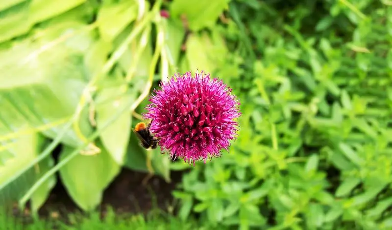Close-up Photo of Purple Flower on Grassy Background