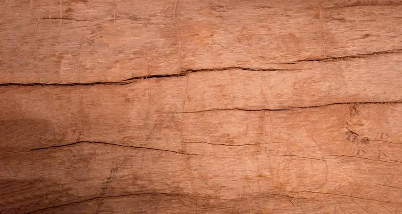 Wood Texture of a Tree Surface