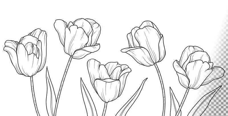Collection of Tulip Flowers Doodles