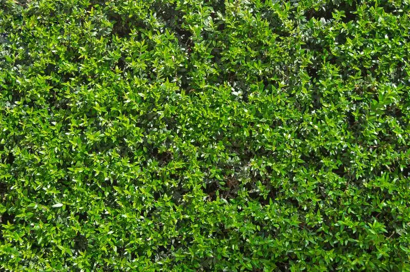 Photo Texture of Small Green Leaves