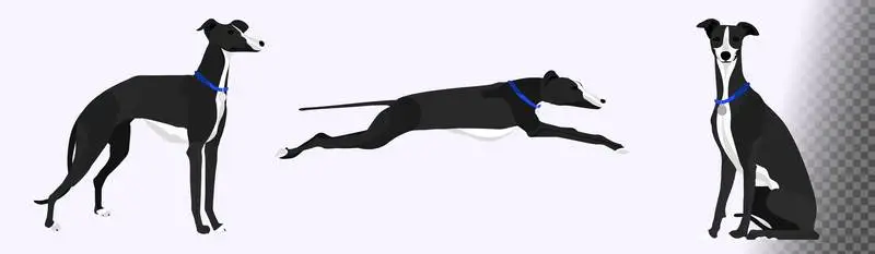 Collection of Illustrations of a Dog in Different Positions on a Transparent Background