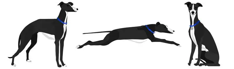 Set of Illustrations of a Dog in Different Positions on a White Background