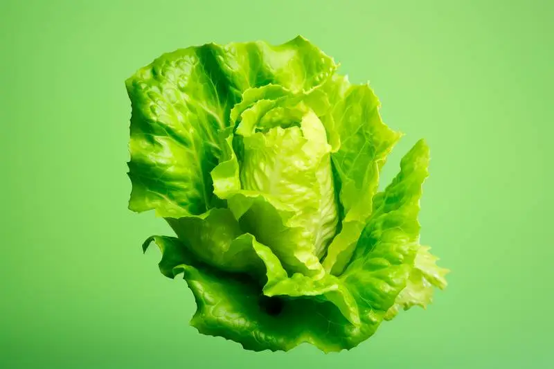 Realistic Image of Lettuce on a Colourful Background