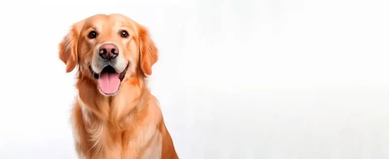 Image of a Golden Retriever on a White Background Banner