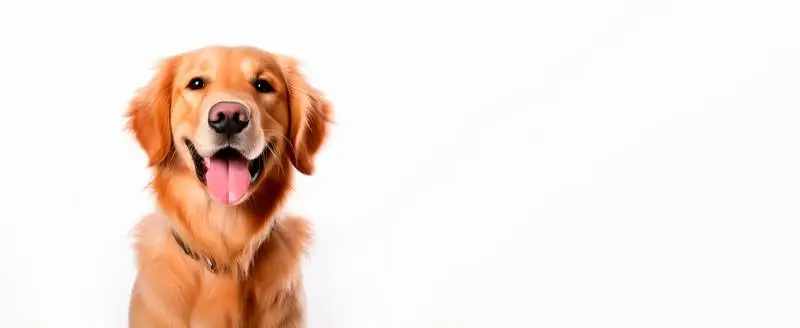 Frontal Image of a Golden Retriever on a White Background Banner