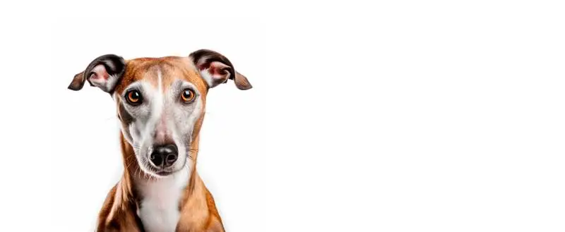 Image of a Greyhound on a White Background Banner