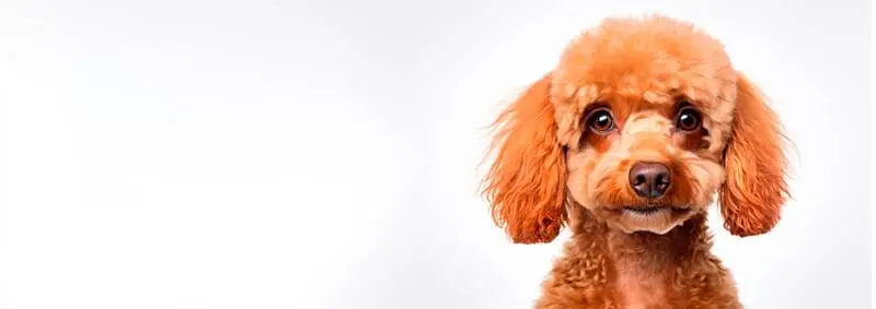 Image of a Poodle on a White Background Banner