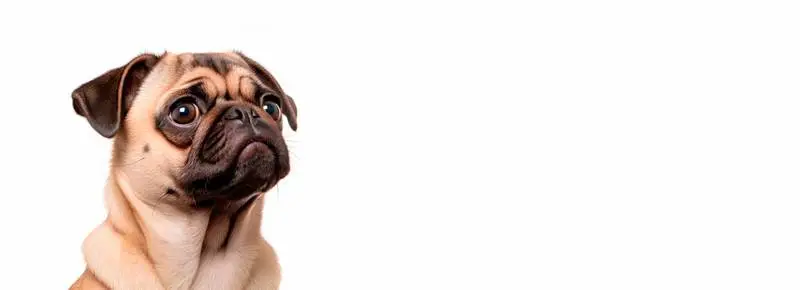 Image of a Pug Looking to the Side on a White Background Banner