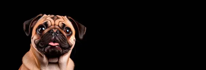 Image of a Pug on a Black Background Banner