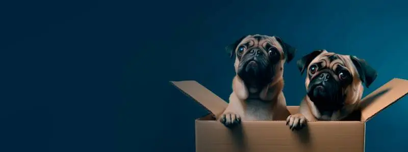 Image of a Pair of Pugs on a Gradient Blue Background Banner
