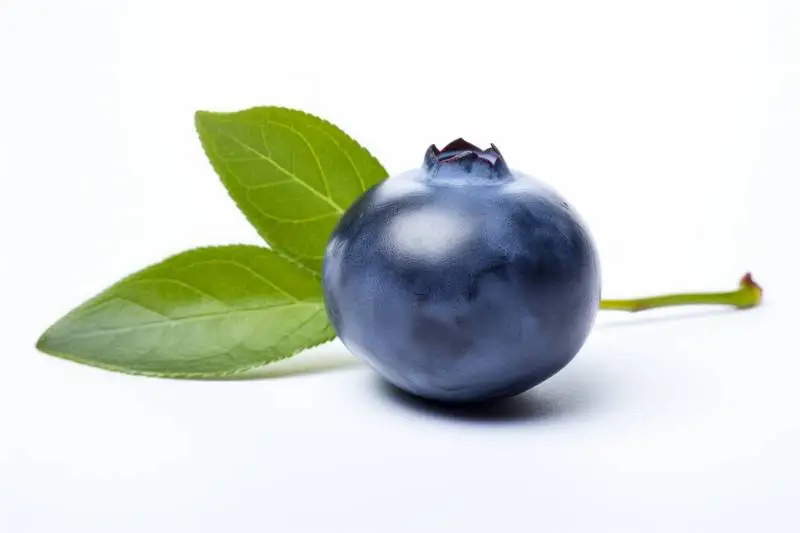 Picture of a Blueberry with a Leaf on a White Background