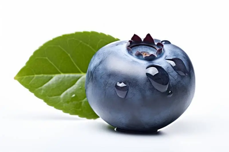 Picture of a Blueberry on a White Background