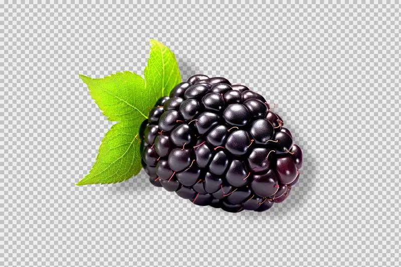 Photo of a Single Blackberry Isolated on Transparent Background