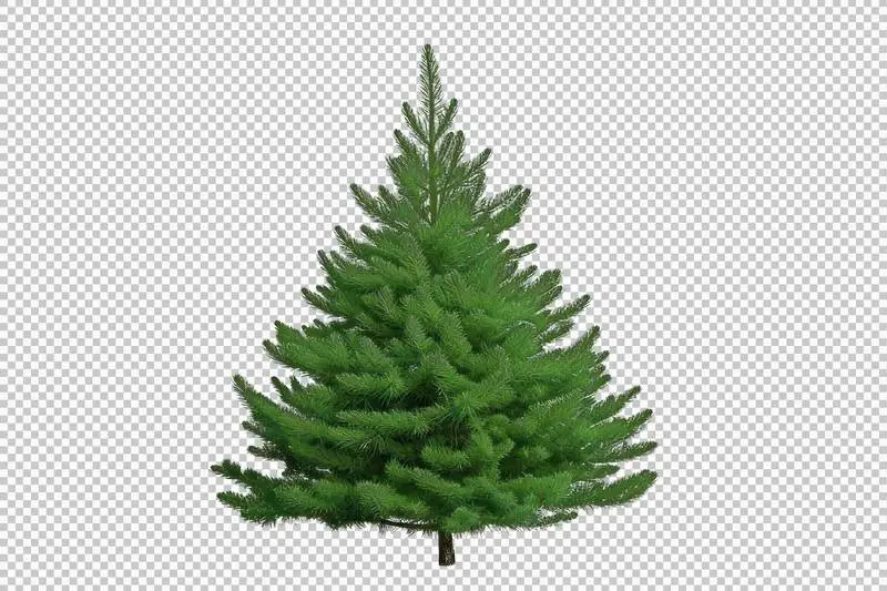 Image of Realistic Spruce Tree Isolated on Transparent Background