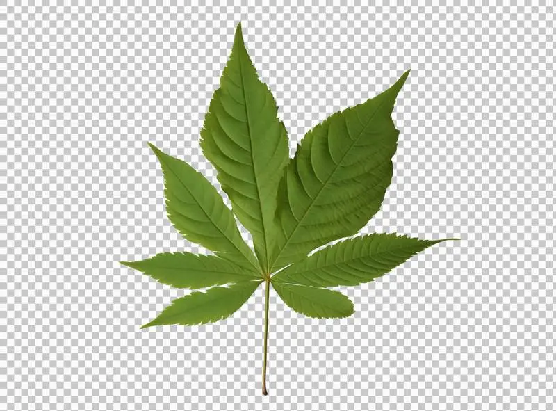 A Single Horse Chestnut Green Leave Isolated on a Transparent Background