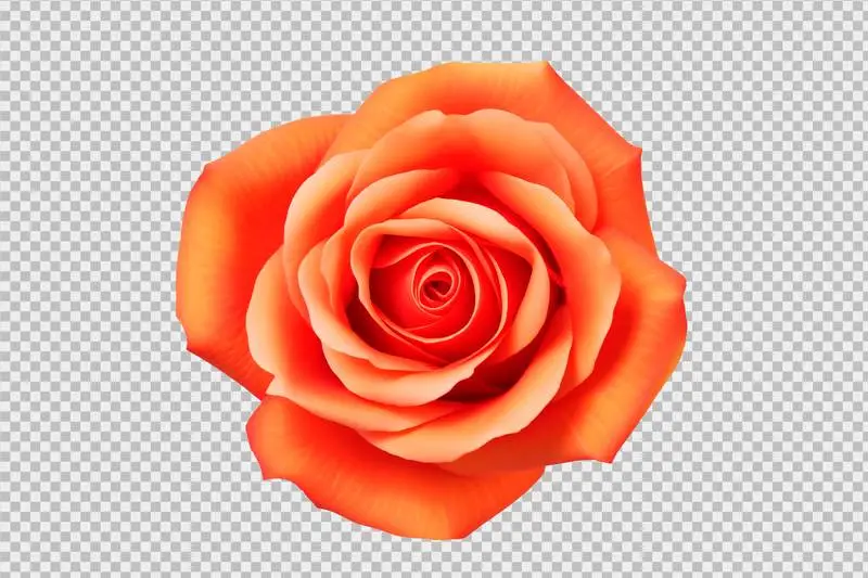 Beautiful Orange Blooming Rose Isolated on Transparent Background
