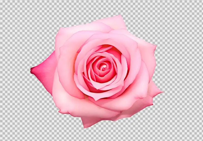 Beautiful Pink Blooming Rose Isolated on Transparent Background