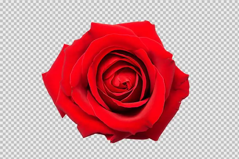 Beautiful Red Blooming Rose Isolated on Transparent Background