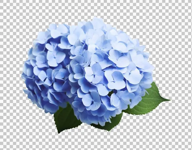 Blue Hydrangea Blossom Isolated on Transparent Background