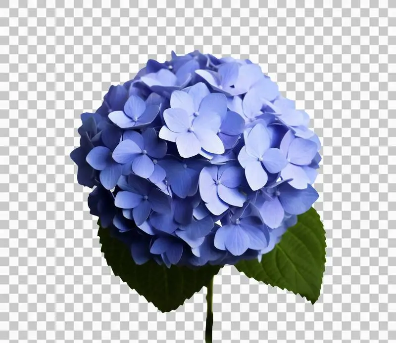 Blue Hydrangea Flower Isolated on Transparent Background