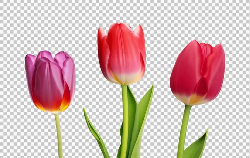 Collection of Tulip Flowers Isolated on Transparent Background