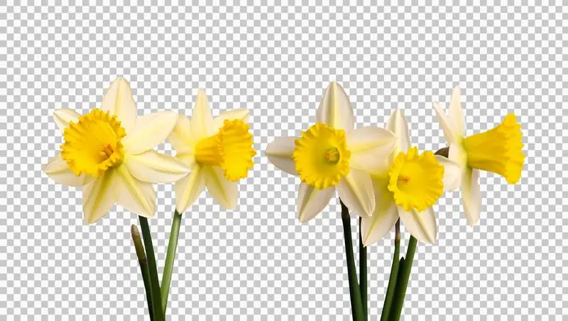 Daffodil Blossoms Isolated on Transparent Background