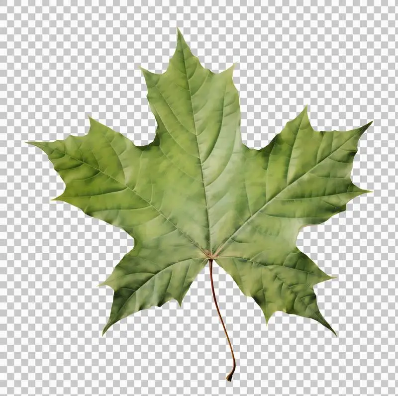 Green Maple Leaf Isolated on Transparent Background
