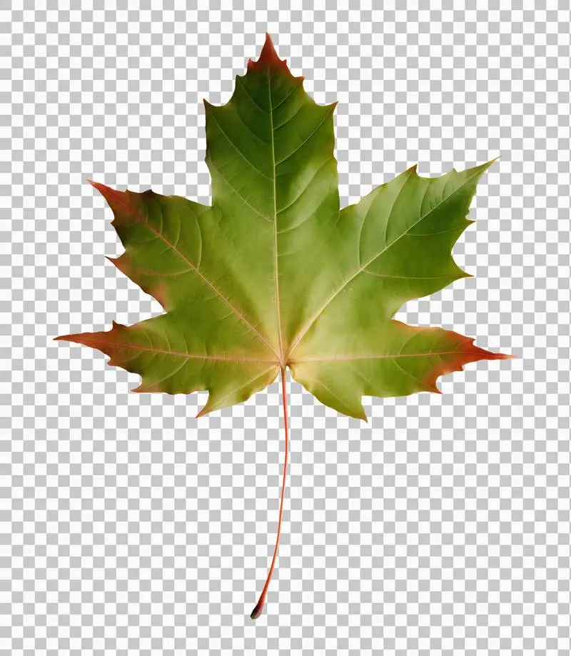 Maple Leaf Isolated on Transparent Background