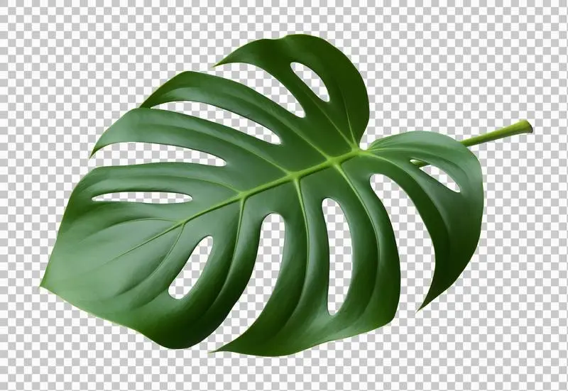 Monstera Leaf Isolated on Transparent Background