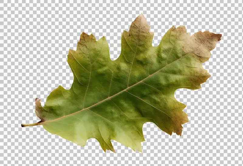 Oak Leaf Isolated on Transparent Background
