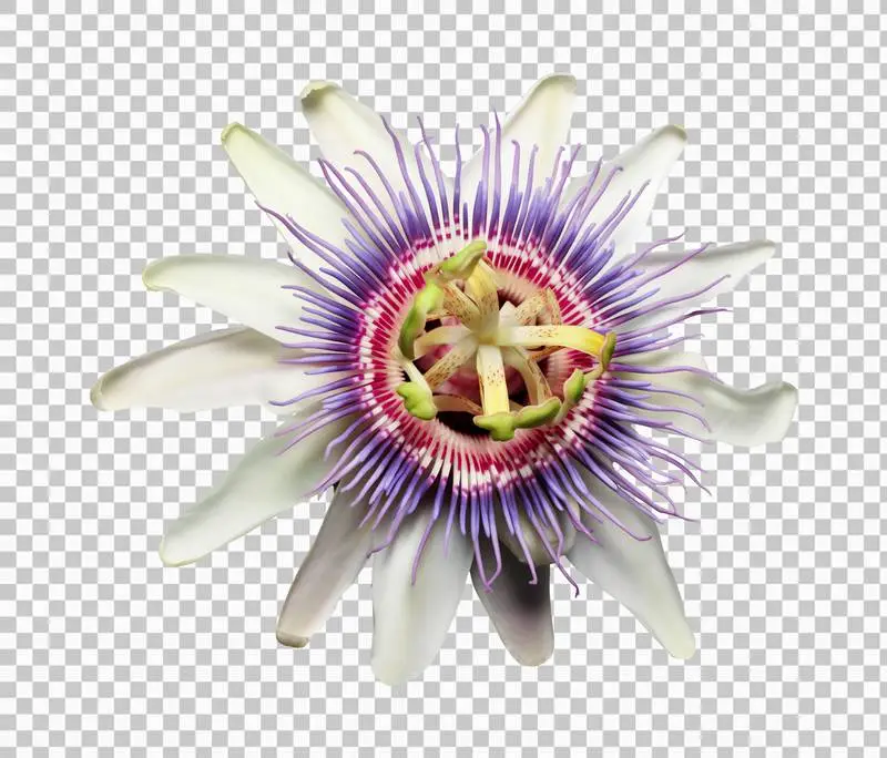 Passion Flower Blossom Isolated on Transparent Background