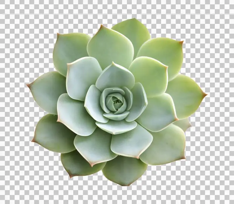 Photo of a Green Succulent Plant Isolated on Transparent Background