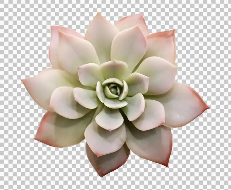 Photo of a Succulent Plant Isolated on Transparent Background