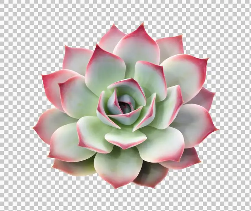 Photo of Green and Pink Succulent Plant Isolated on Transparent Background