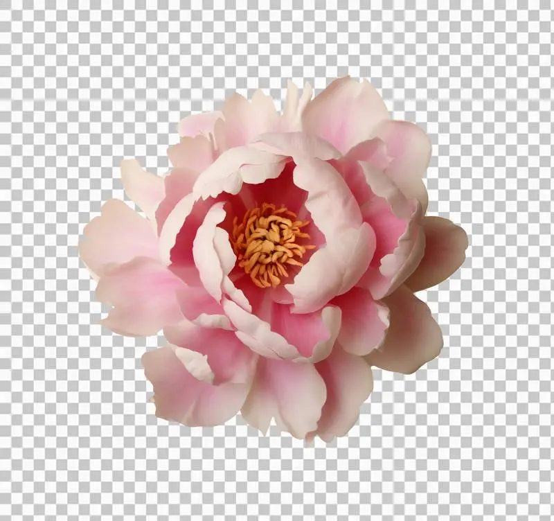 Pink Peony Blossom Isolated on Transparent Background