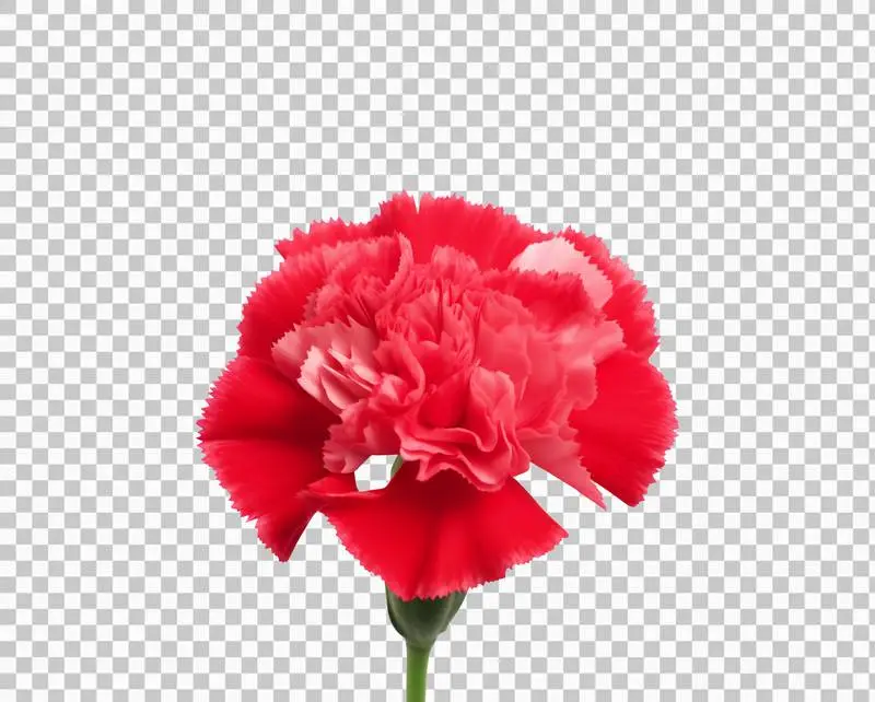 Red Carnation Flower Isolated on Transparent Background